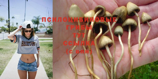 сатива Арсеньев